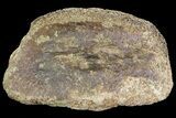 Ceratopsian Dinosaur Toe Bone - Alberta (Disposition #-) #71705-2